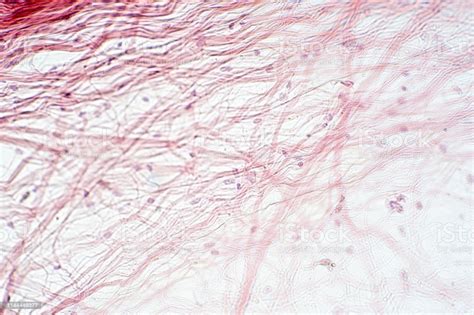 Areolar Connective Tissue Under The Microscope View Histological For