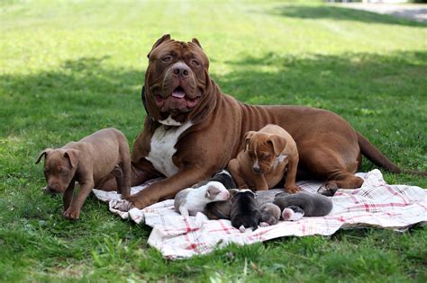 99 ($89.99/count) get it as soon as thu, may 20. Puppies van de grootste pitbull ter wereld 'Hulk' zijn ...