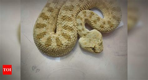 Photos African Snake Among Exotic Animals Seized At Chennai Airport