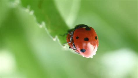 4k 4096 x 2160 | 24 fps. Stock video of extreme close up shot of coccinellidae ...