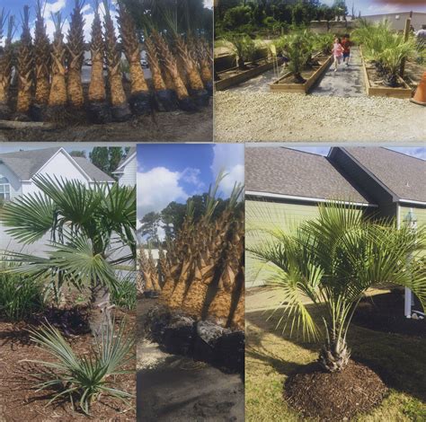 Planting Instructions And Care For Palmetto Palm Trees Superior Sod