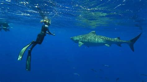 Shark Whisperer Ocean Ramsey Revealed Cnn