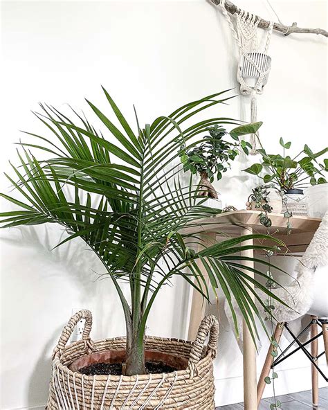 7 Indoor Palm Trees That Are Easy To Care For My Tasteful Space