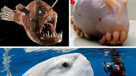 Beyond Sharks Truly Scary Deep Sea Creatures Mental Floss