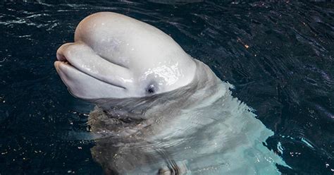 Shedd Aquarium Announces Baby Beluga On The Way Cbs Chicago