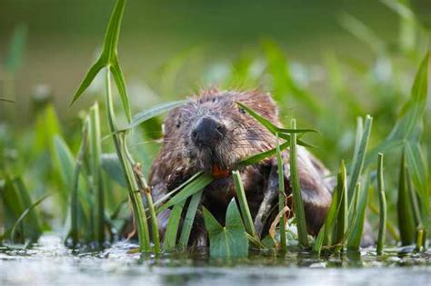 Beaver Trust Discover Wildlife