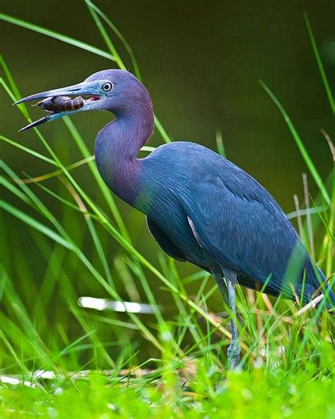 12 Elusively Blue Animals The Rarest Critters Of All Beautiful Birds