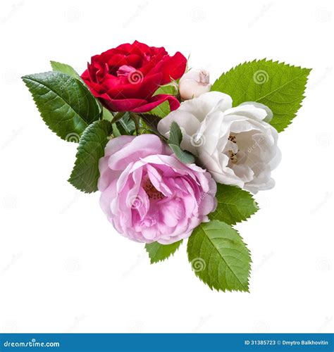 Red White And Pink Rose Flowers Stock Image Image Of Rose Floral