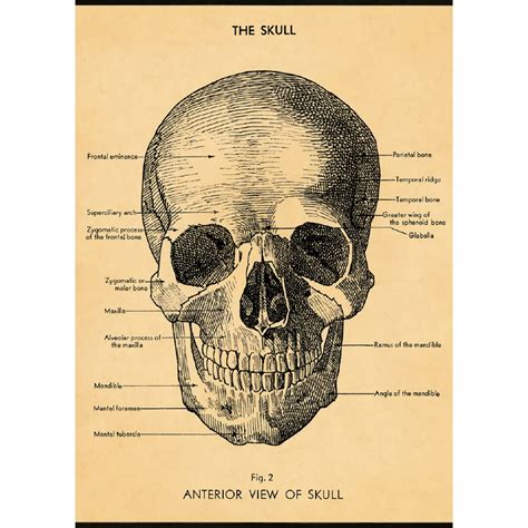 Skull Human Anatomy Scientific Chart Vintage Style Poster Ephemera Ebay