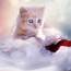 Cute Beige Kitten In Grass HD Wallpaper