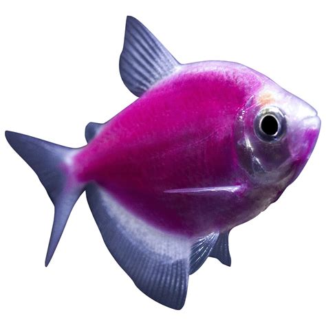 Meijer Fish Glofish Tetra Galactic Purple Glofish Meijer Grocery
