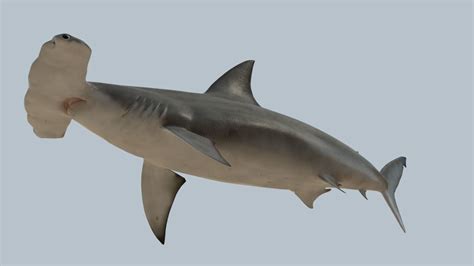 Hammerhead Shark Rigged And Animated For Cinema 4d 3d Model 3d Model
