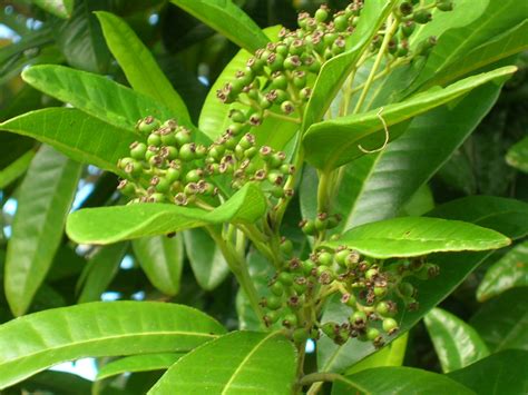 allspice pimenta dioica and bay rum pimenta racemosa richard lyons nursery inc