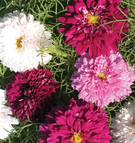 Double Click Assorted Cosmos Seeds West Coast Seeds