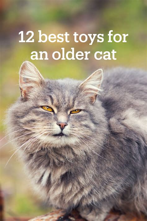 5 best senior cat food. 12 best toys for an older cat | Cats, Senior cat, Older cats