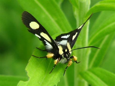 Eight Spotted Forester Willow Slough Fwa Newton County I Flickr