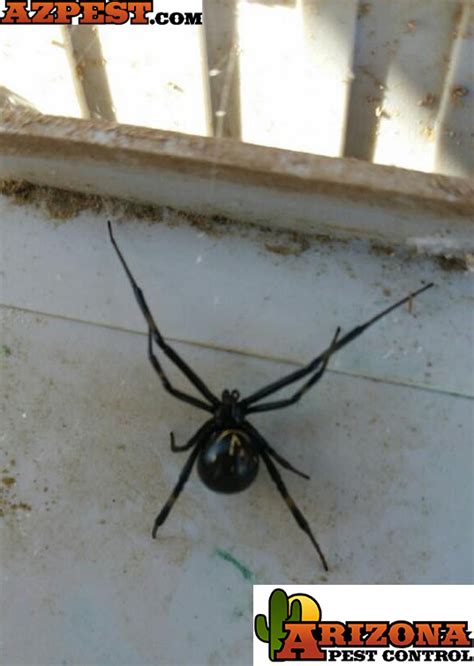 Tucson Spider Species Free Pest Evaluation 886 Pest