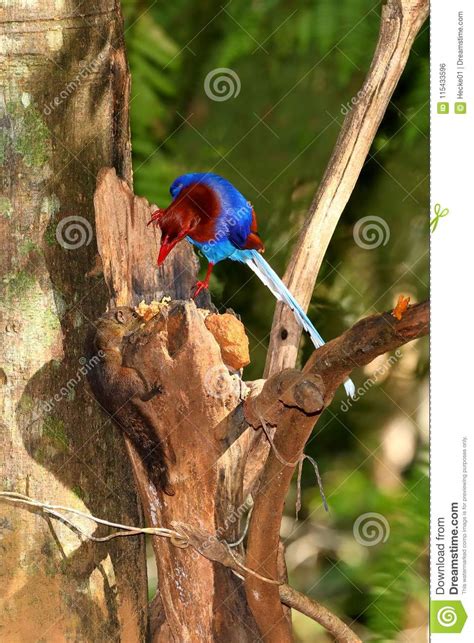 Sri Lanka Blue Magpie In Sinharaja Jungle Stock Photo Image Of Crow