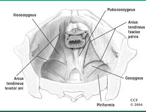 Several muscles around the pelvis take part in movements of the thigh. Illustration of the female pelvic floor showing ...