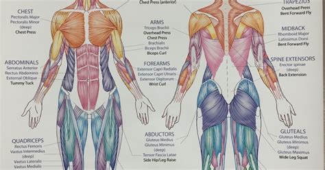 Female Musculature Anatomy Chart