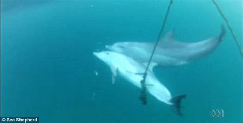 Baby Dolphin Caught In Shark Net As Its Mother Tries To Free It Daily