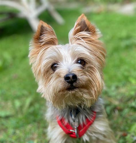 Vincent 6 Year Old Male Yorkshire Terrier Available For Adoption