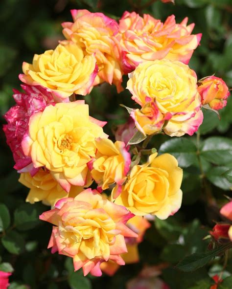 Rainbows End Beautiful Roses Roses Only Yellow Roses