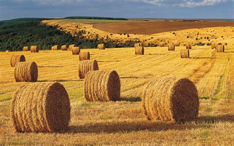 Corn Harvest Wallpaper Northern Ireland England Field Grain Harvest