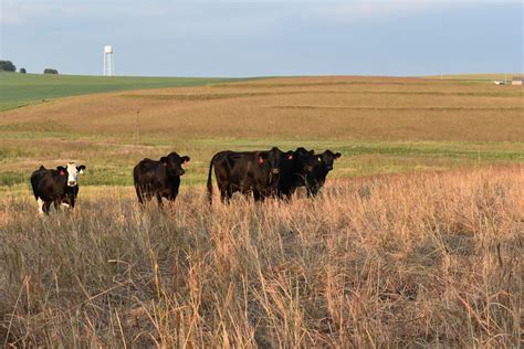 Usda Opens Emergency Haying And Grazing Of Crp In Parts Of Iowa