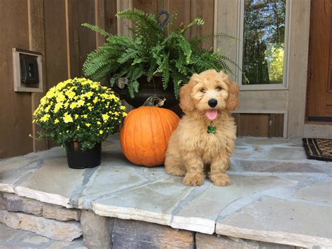 Kip is vet checked, and up to date on vaccines and. Mini Goldendoodle from Crockett Doodles | Goldendoodle puppy for sale, Mini goldendoodle