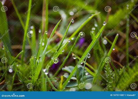 Dew Drops On Fresh Green Grass In Spring Stock Image Image Of Fresh