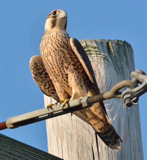 Peregrine Falcon The Breeding Population Of Peregrine Falcon Falco