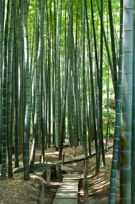 38 glorious japanese garden ideas. 30 Completely Inspiring Bamboo Gardening Ideas For Your Backyard | Garden, Backyard, Bamboo