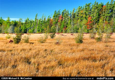 Spruce Flats Bog Picture 007 October 28 2019 From Laurel Summit