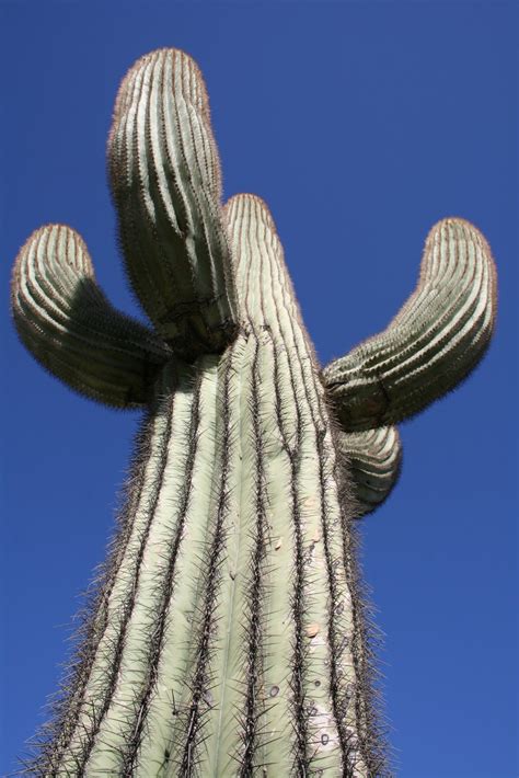 My guess is that the radiant heat that that seems like a lot of work, but that's the strong appeal of having a saguaro cactus in your xeriscape. Practical Biology: science for everyone: How To Identify a ...