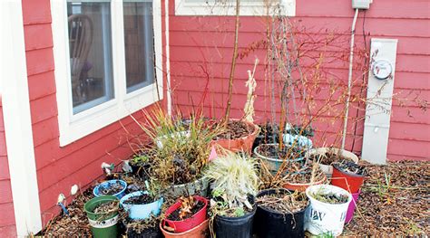 Winter Care For Trees Shrubs And Perennials In Containers The