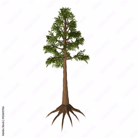 Archaeopteris Sp Tree Archaeopteris Is An Extinct Genus Of Tree Like