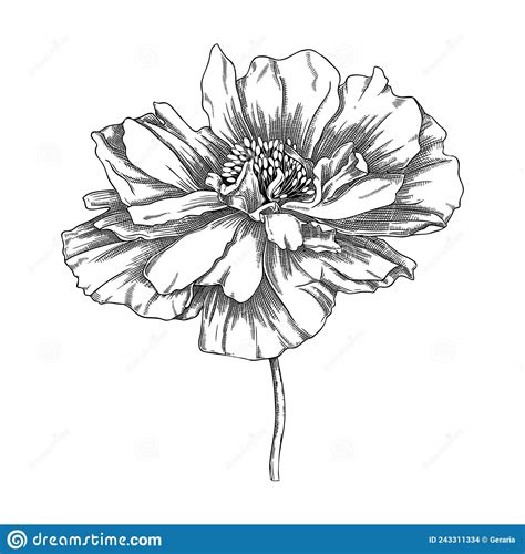Elegant Poppy Illustration Botanical Drawing Of Summer Flowers Hand