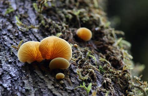 Publish Or Perish Rainforest Fungi