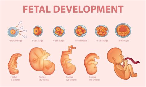 Etapas Del Desarrollo Embrionario Humano Vector Premium