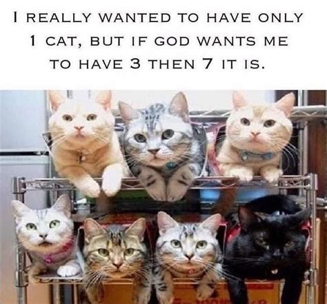 Ultra Satisfying Cat Meme Compilation Cat Memes Cats Crazy Cats