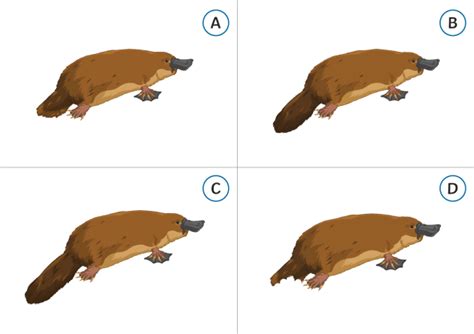 Wiki Platypus Evolution Gaswindy
