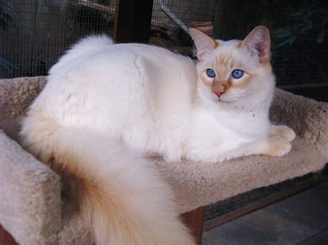 37 Hq Images Balinese Cat Hypoallergenic Kittens A Complete Guide To