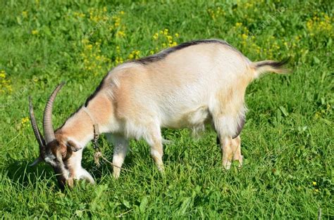 La Cabra Comiendo Hierba En Un Prado De Verano — Fotos De Stock