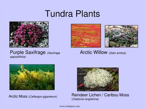 Tundra Plants And Animals List
