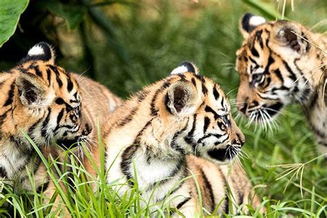 Sumatran Tiger Cubs Make Public Debut At Sydney Zoo