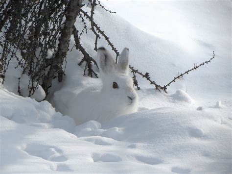 white bunny in snow