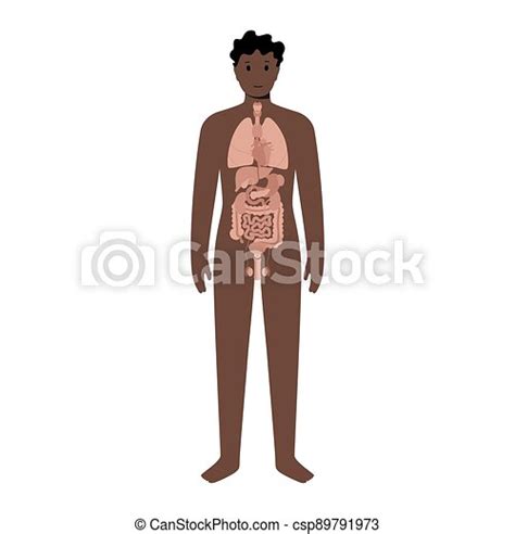 Internal Organs In Male Body Internal Organs In A Black Man Body