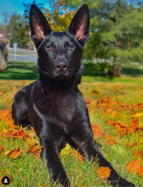 North Mountain Kennels Va German Shepherd Breeder And Trainer