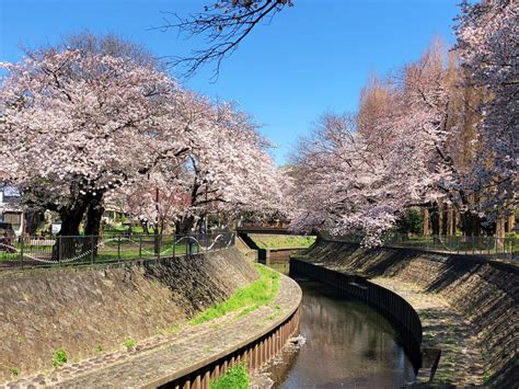 満開の桜と水辺 井の頭公園、善福寺川緑地、石神井公園を巡って歩く - 散歩の途中